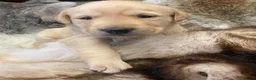 Labrador Retriever dogs for sale: Gin & Billy have Puppies! KC Health Tested - Advert 6