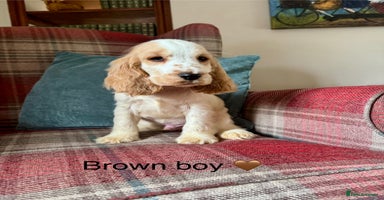 Cocker Spaniel dogs KC reg, health tested, show type boys, ready now! - Advert 4