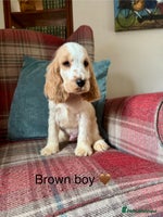 Cocker Spaniel dogs KC reg, health tested, show type boys, ready now! - Advert 3