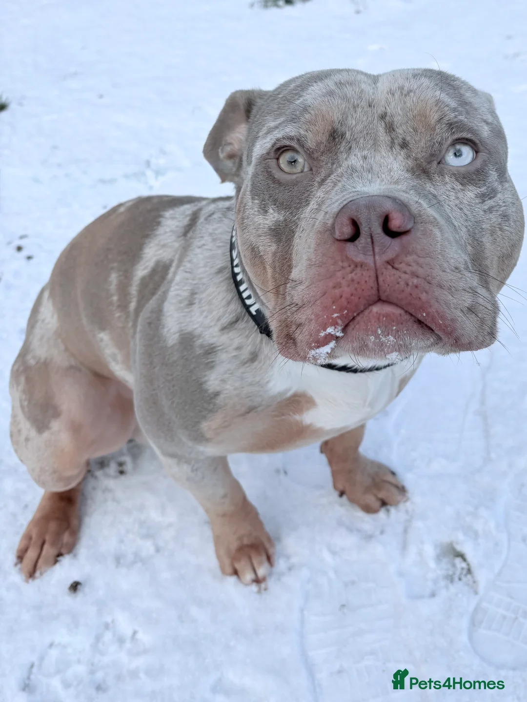 American Bulldog dogs for sale: Ace 🩵 - Advert 1