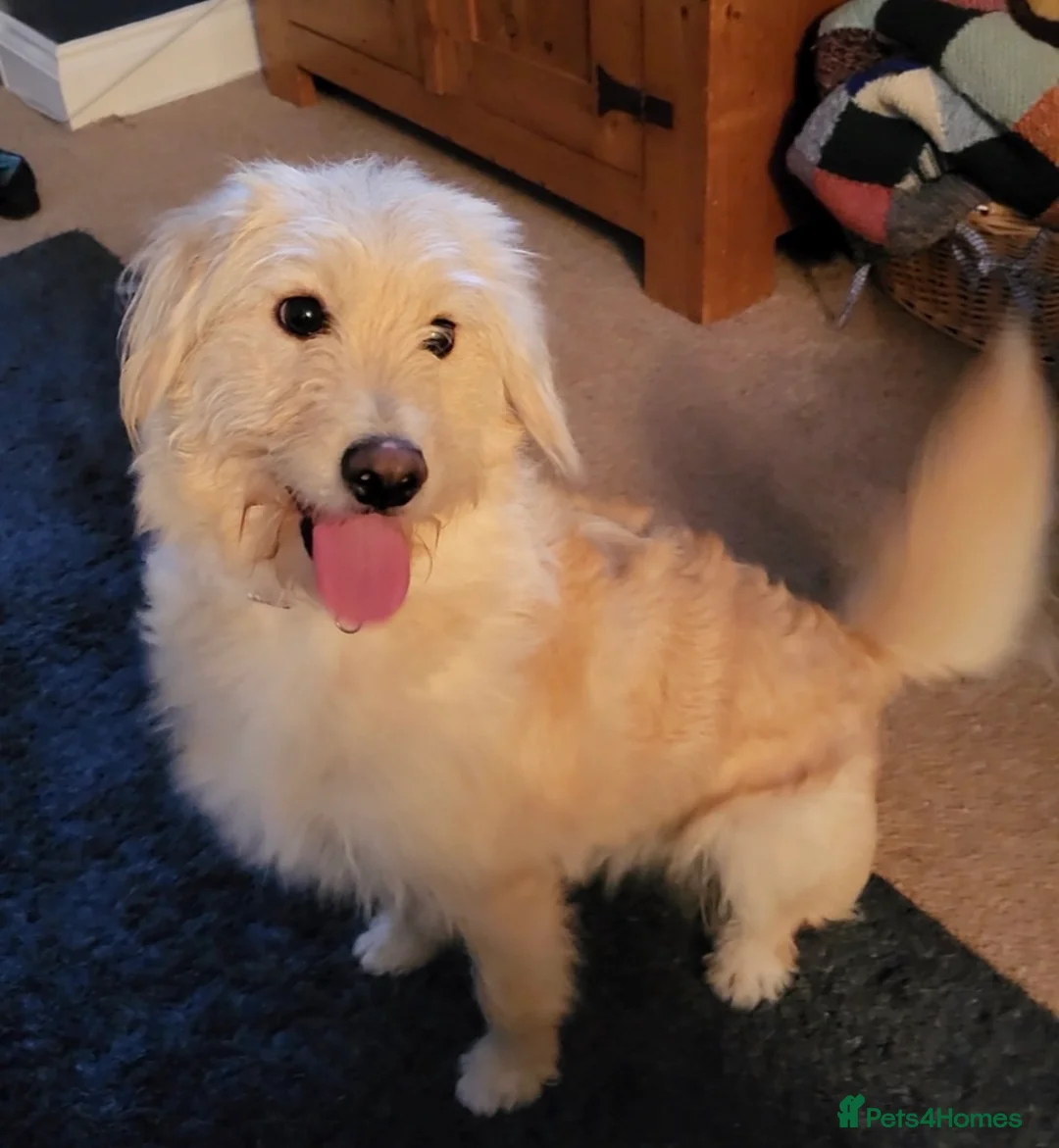 Goldendoodle dogs for sale: Goldendoodle puppies - Advert 2