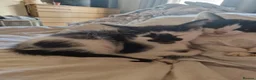 Mixed Breed cats for sale: Lovely kittens looking for forever homes - Advert 4