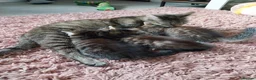 British Shorthair cats for sale: Beautiful tabby kittens looking for loving home - Advert 14