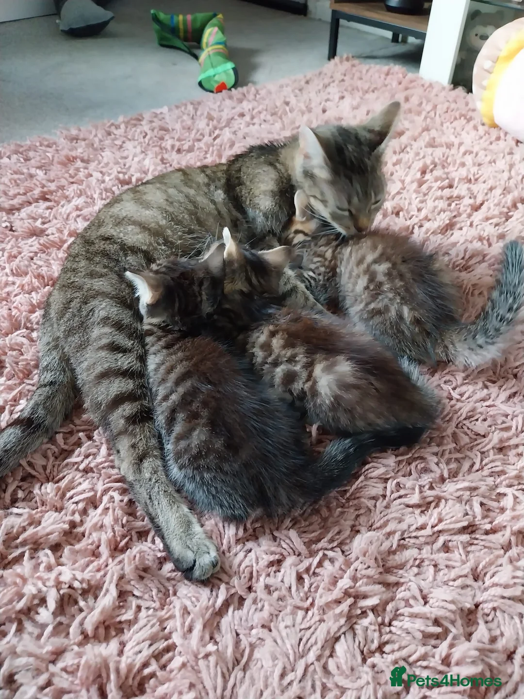 British Shorthair cats for sale: Beautiful tabby kittens looking for loving home - Advert 14