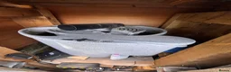 Koi Carp fish for sale: Fish pond plus fish  in Swadlincote - Advert 7