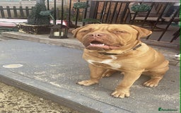 Bullmastiff dogs for stud: Douge x bullmasstiff  - Image 1
