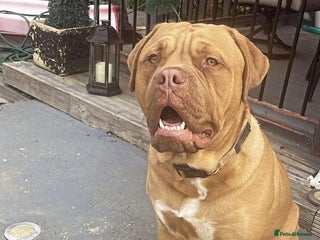 Bullmastiff dogs - Advert 1