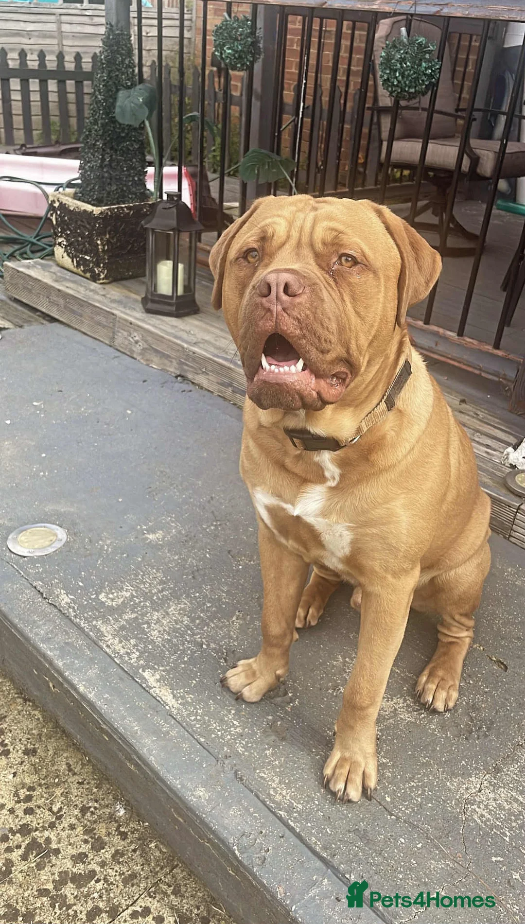 Bullmastiff dogs for stud: Douge x bullmasstiff  - Advert 1