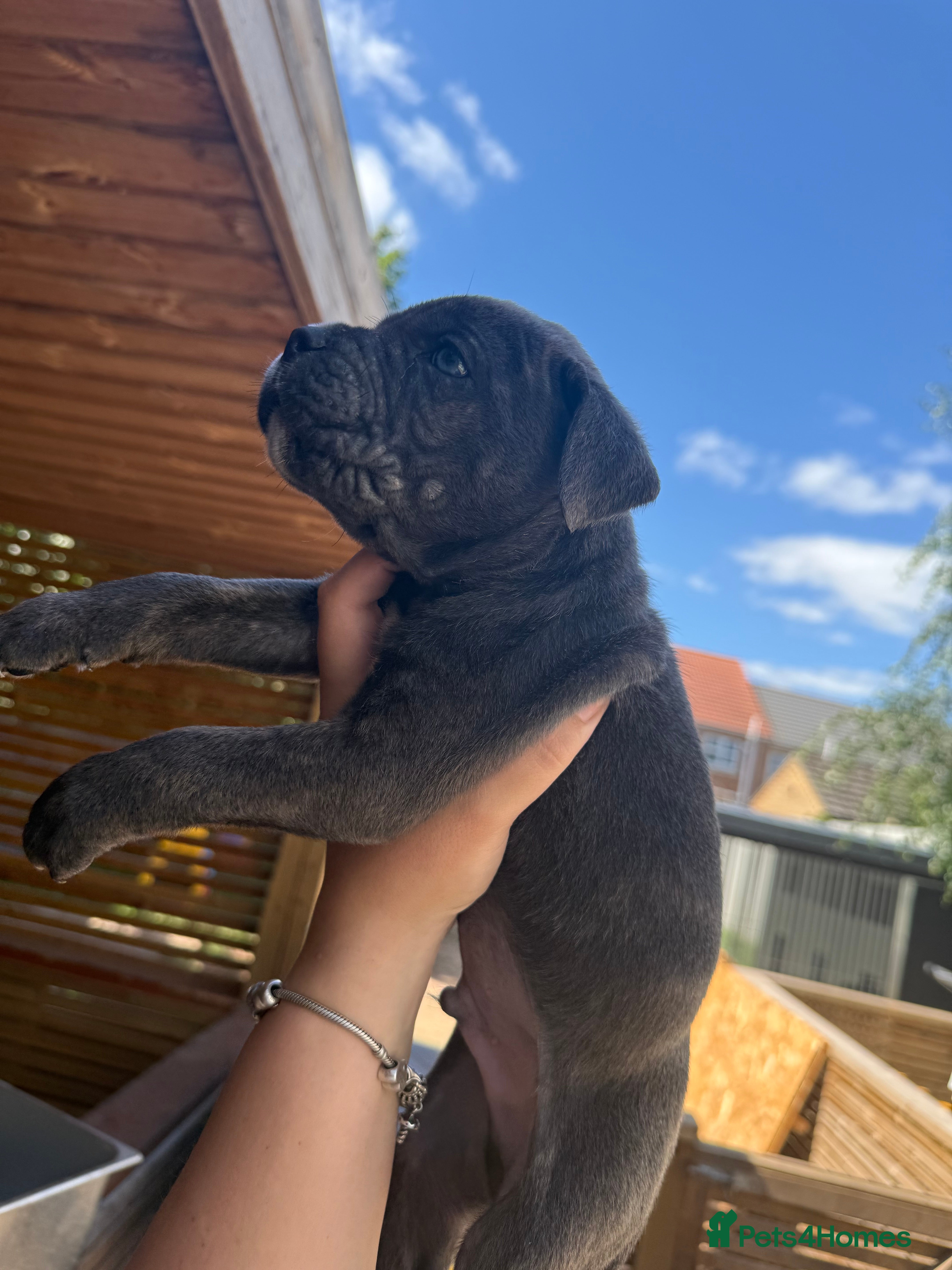 Cane Corso dogs Stunning cane corso 🐶 - Advert 2