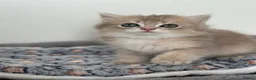 British Longhair cats for sale: Gorgeous Show-Quality Blue Golden British Longhair - Advert 18