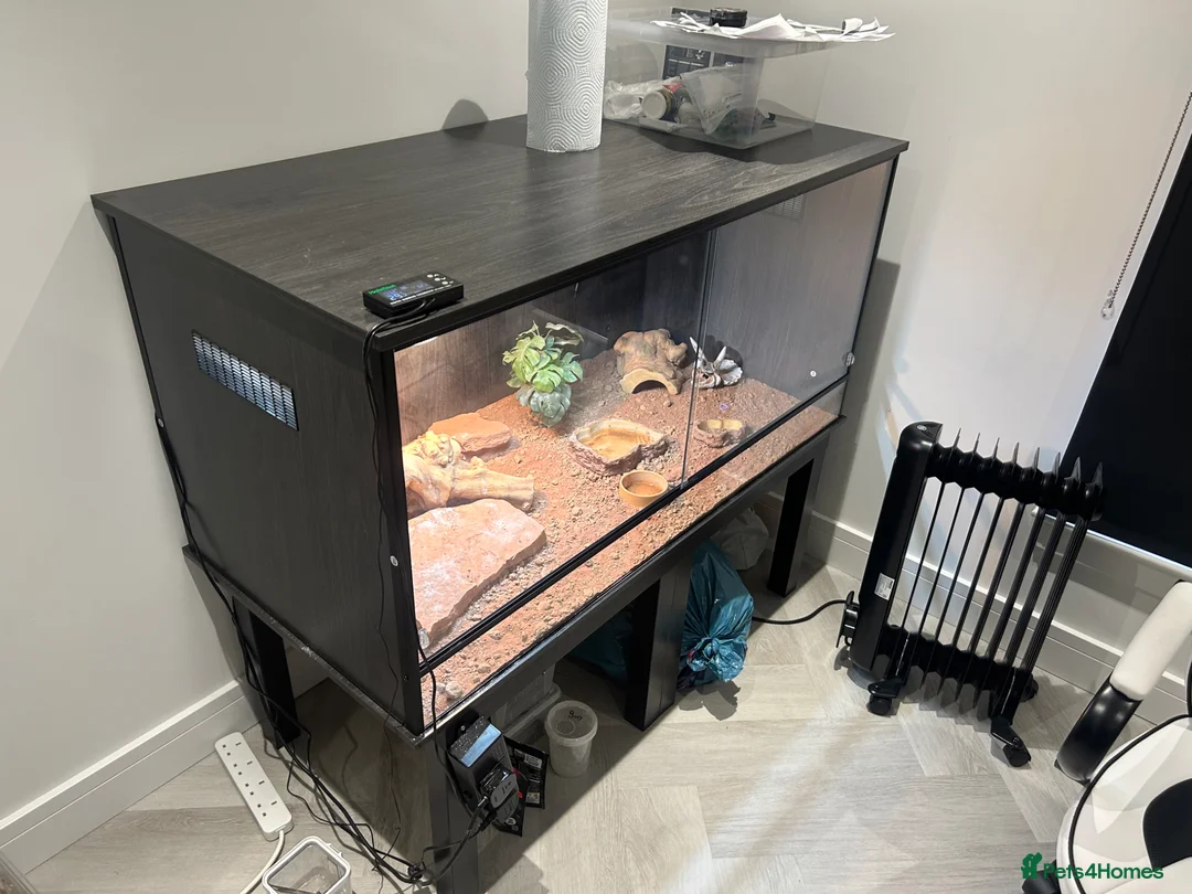 Bearded Dragon reptiles for sale: Bearded dragon and enclosure  - Advert 6