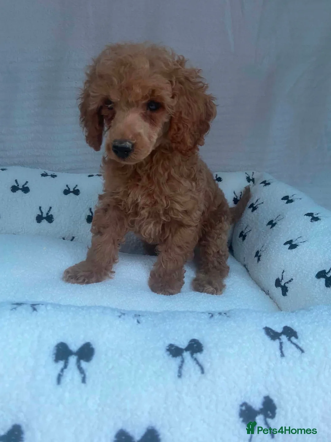 Miniature Poodle dogs for sale: Beautiful miniature poodles puppies - Advert 2