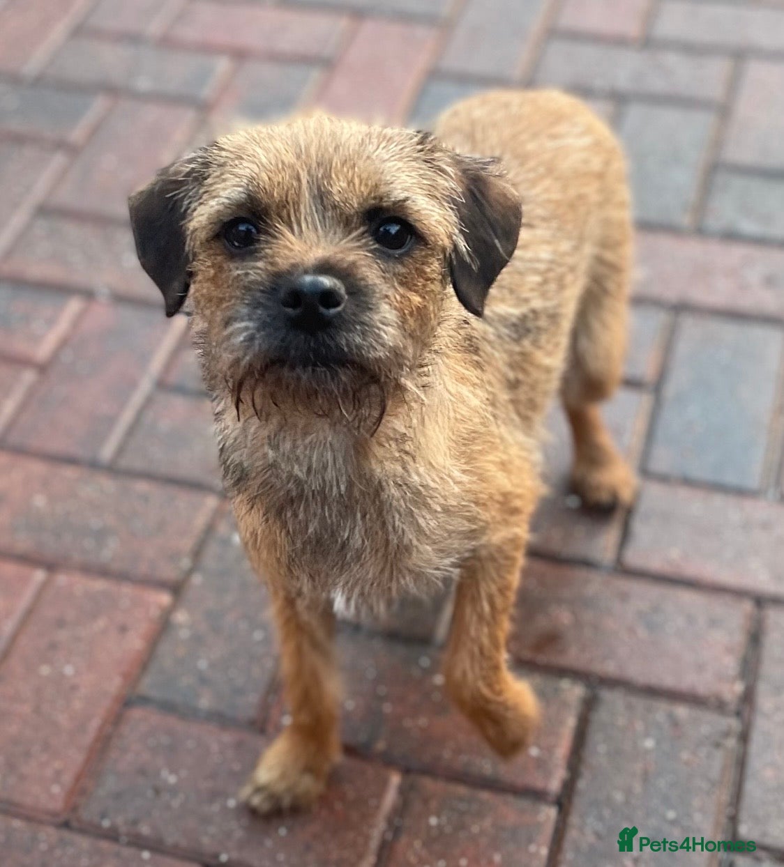 Border Terrier dogs Quality Border Terrier Puppies - Advert 2