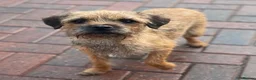 Border Terrier dogs for sale: Quality Border Terrier Puppies - Advert 2