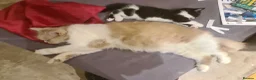 British Longhair cats for sale: British long hair girl in Salisbury - Advert 6