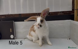 Continental Giant rabbits for sale: Continental giant cross  - Image 5