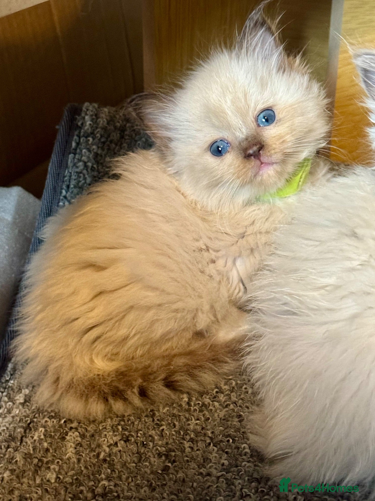Ragdoll cats Lilac Chocolate full pedigree - Advert 8