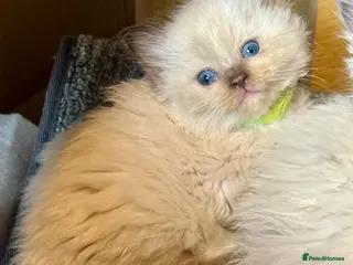 Ragdoll cats Lilac Chocolate full pedigree - Advert 8