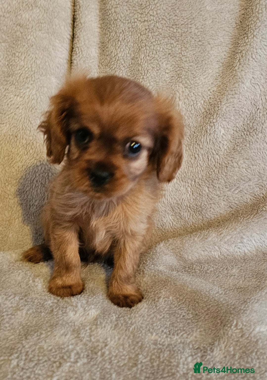 Cavalier King Charles Spaniel dogs for sale: Cavalier King Charles Spaniel Puppy  - Advert 5