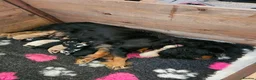 Cavapoo dogs for sale: Health tested F1 Cavapoo puppies - Advert 10