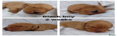 Labrador Retriever Puppy 2