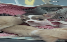 Chihuahua dogs for sale: Exquisite KC Registered Apple Chihuahua Puppies 💖 - Image 37