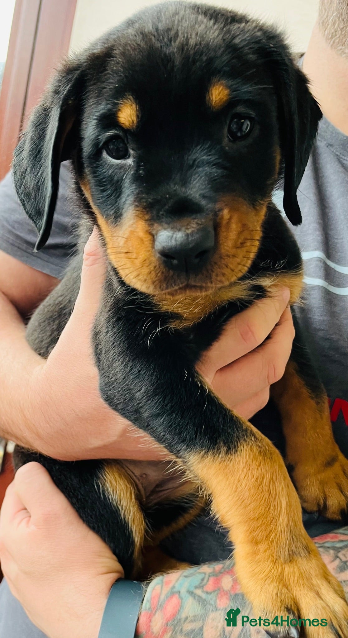 Mixed Breed dogs Rottweiler Doberman mix - 8 weeks Monday!! - Advert 2