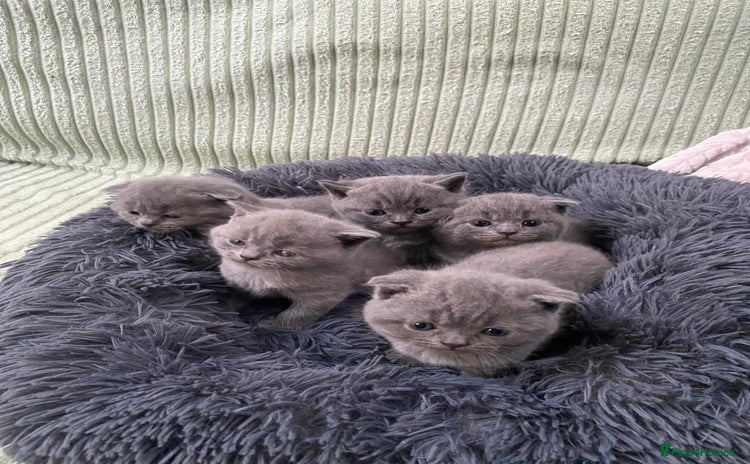 Scottish Fold cats Scottish Fold kittens for sale 3 Girls 2 Boys  - Advert 7