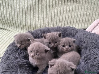 Scottish Fold cats Scottish Fold kittens for sale 3 Girls 2 Boys - Advert 6