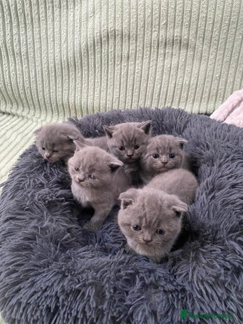 Scottish Fold cats Scottish Fold kittens for sale 3 Girls 2 Boys - Advert 7