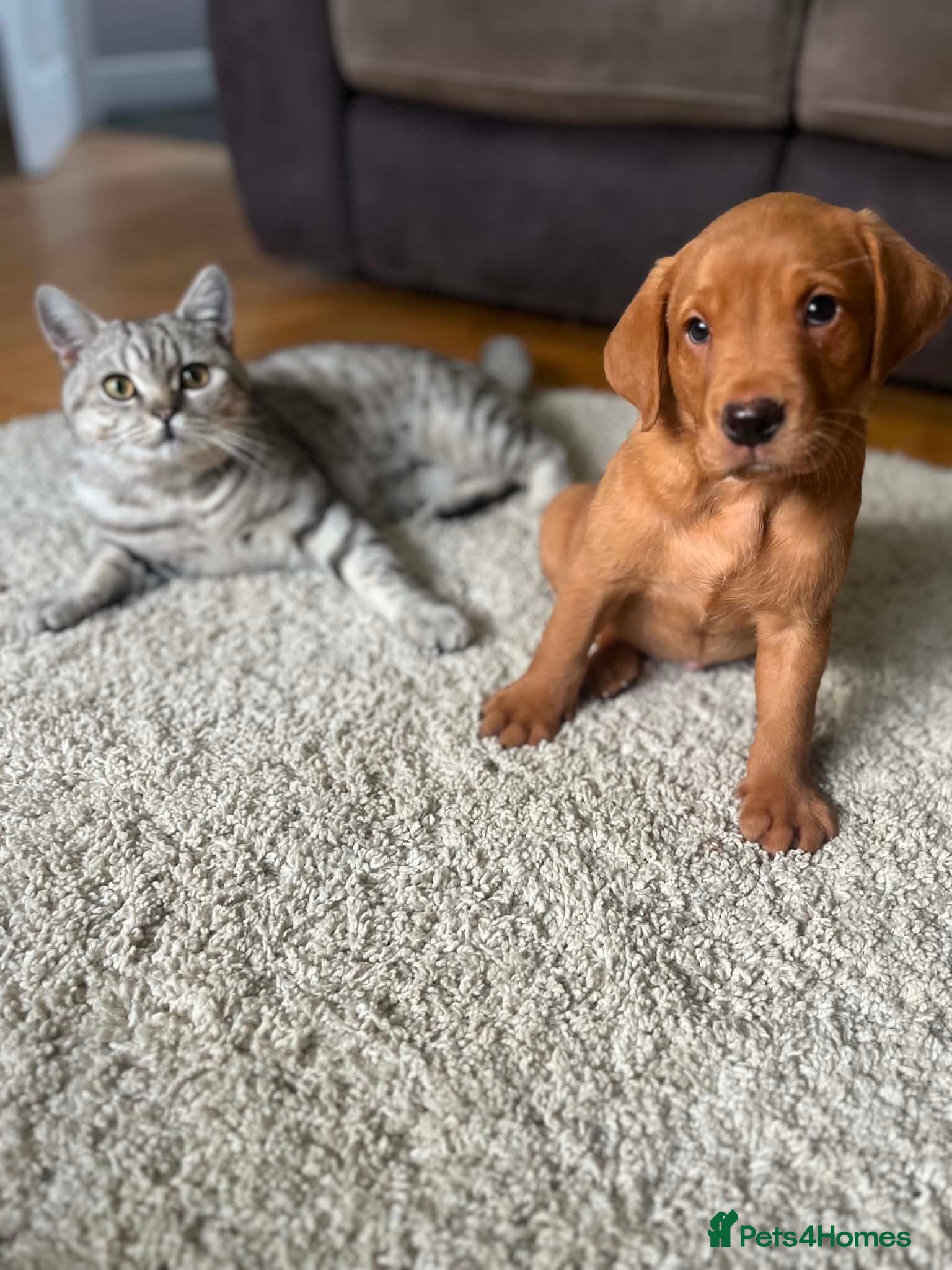 Labrador Retriever dogs 2 Fox Red Labs - Advert 1