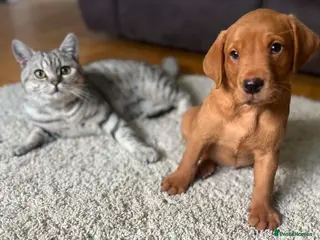 Labrador Retriever dogs Beautiful Fox Red Labs Ready Now - Advert 1