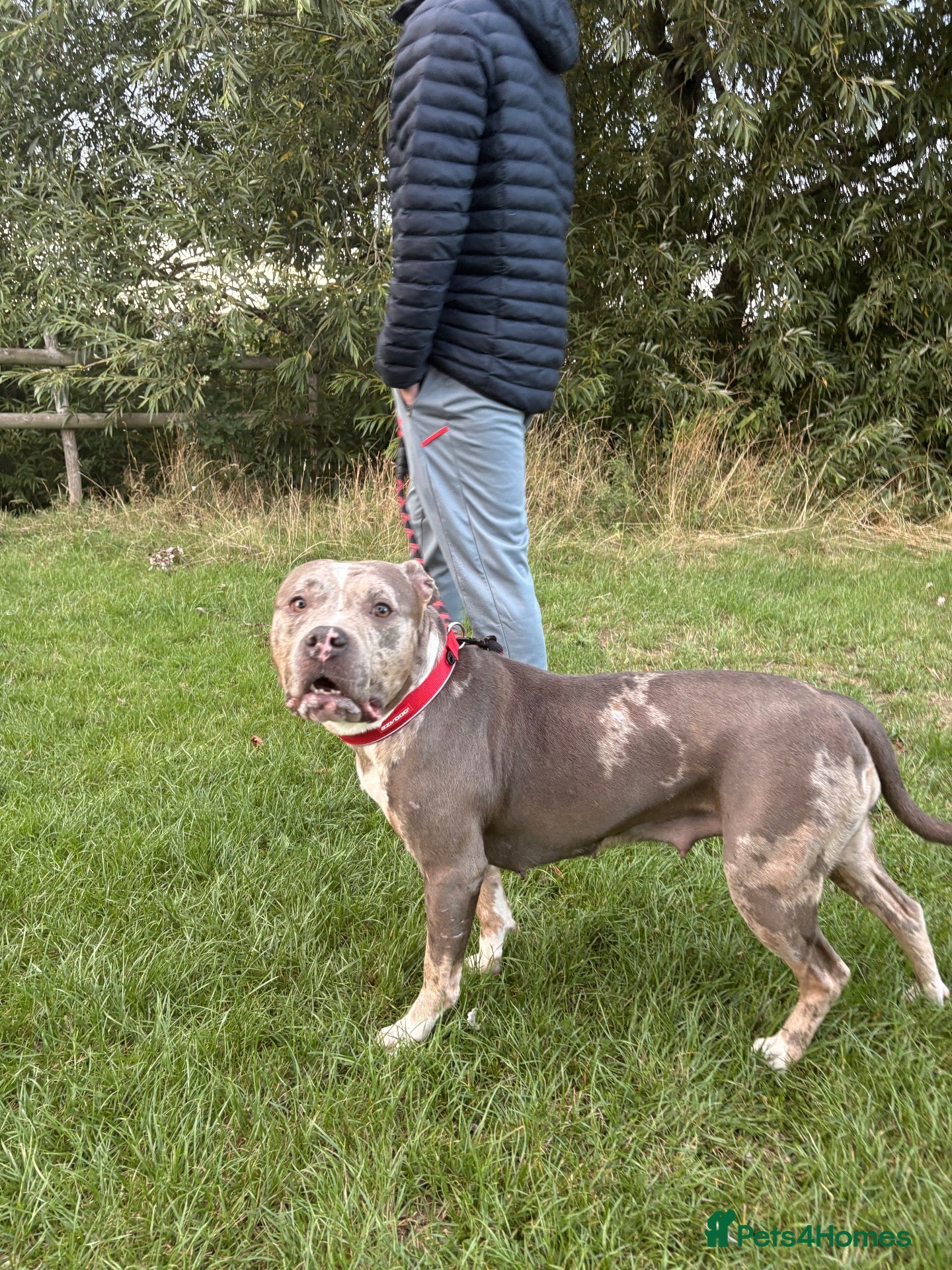 Mixed Breed dogs Zarla  - Advert 6
