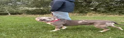 Mixed Breed dogs for sale: Zarla  in Coventry - Advert 1