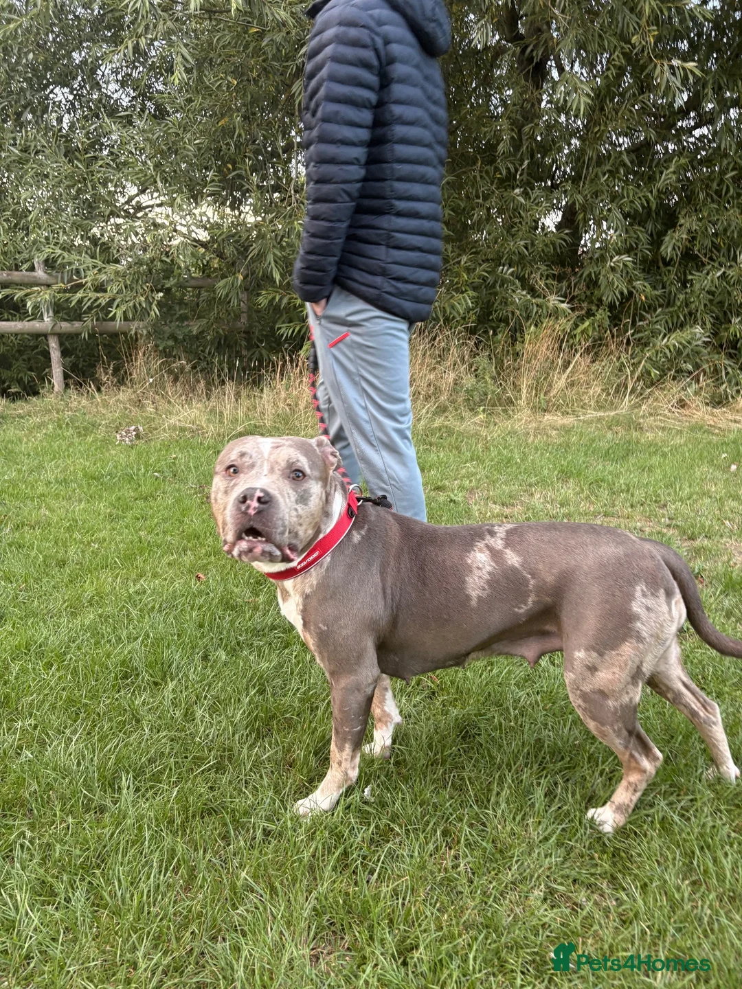 Mixed Breed dogs for sale: Zarla  in Coventry - Advert 1