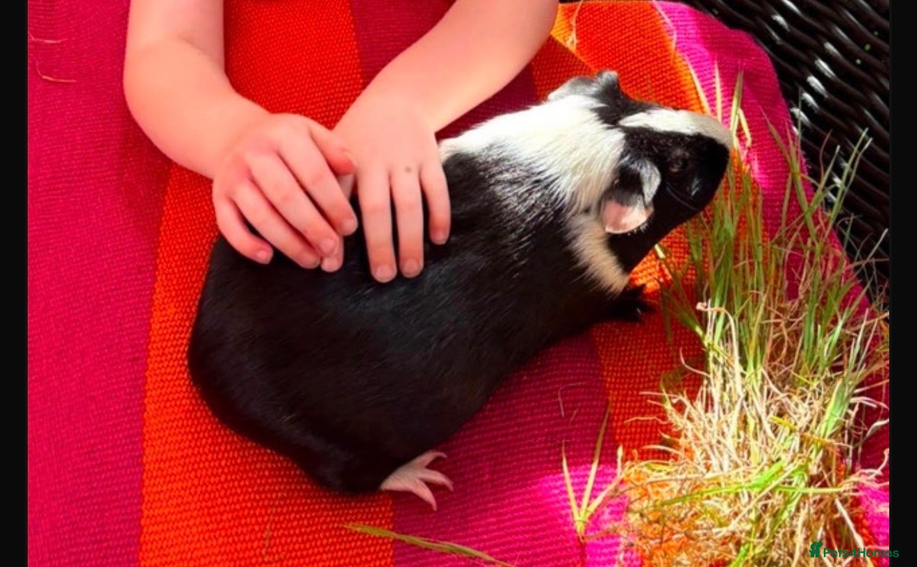 Guinea Pig rodents 2 Male piggies looking for new laps - Advert 2