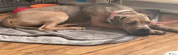 Cane Corso dogs for sale: Female cane corso  - Advert 1