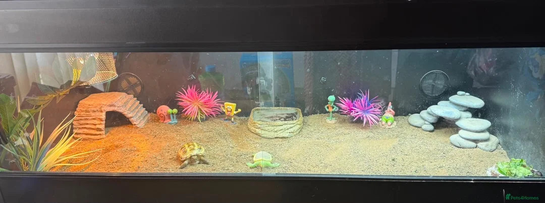 Tortoise reptiles for sale: Horsefield tortoise  - Advert 2