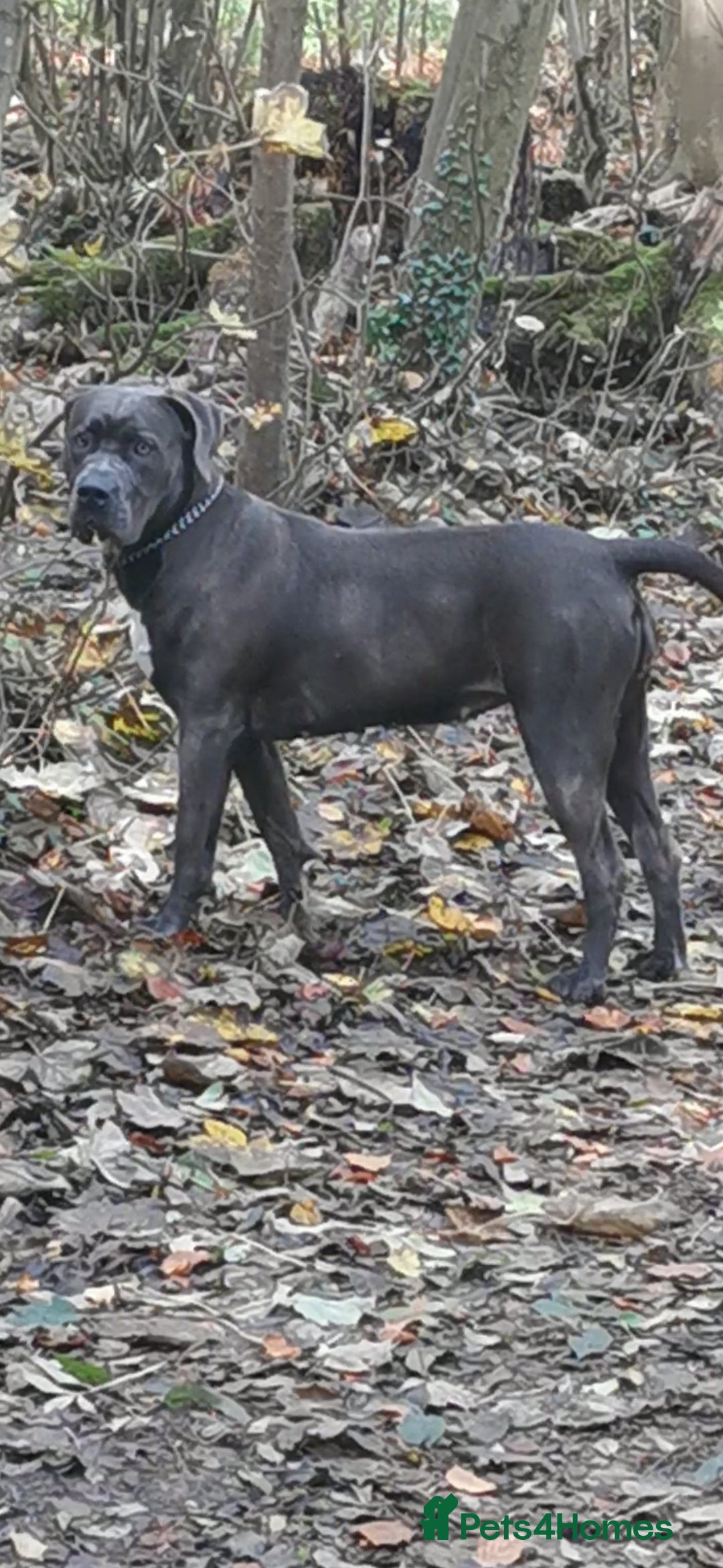 Cane Corso dogs Cane corso puppies - Advert 1