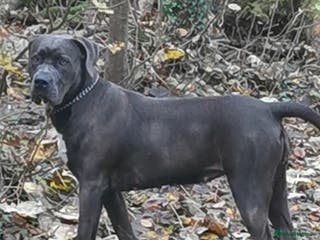 Cane Corso dogs Cane corso puppies - Advert 2