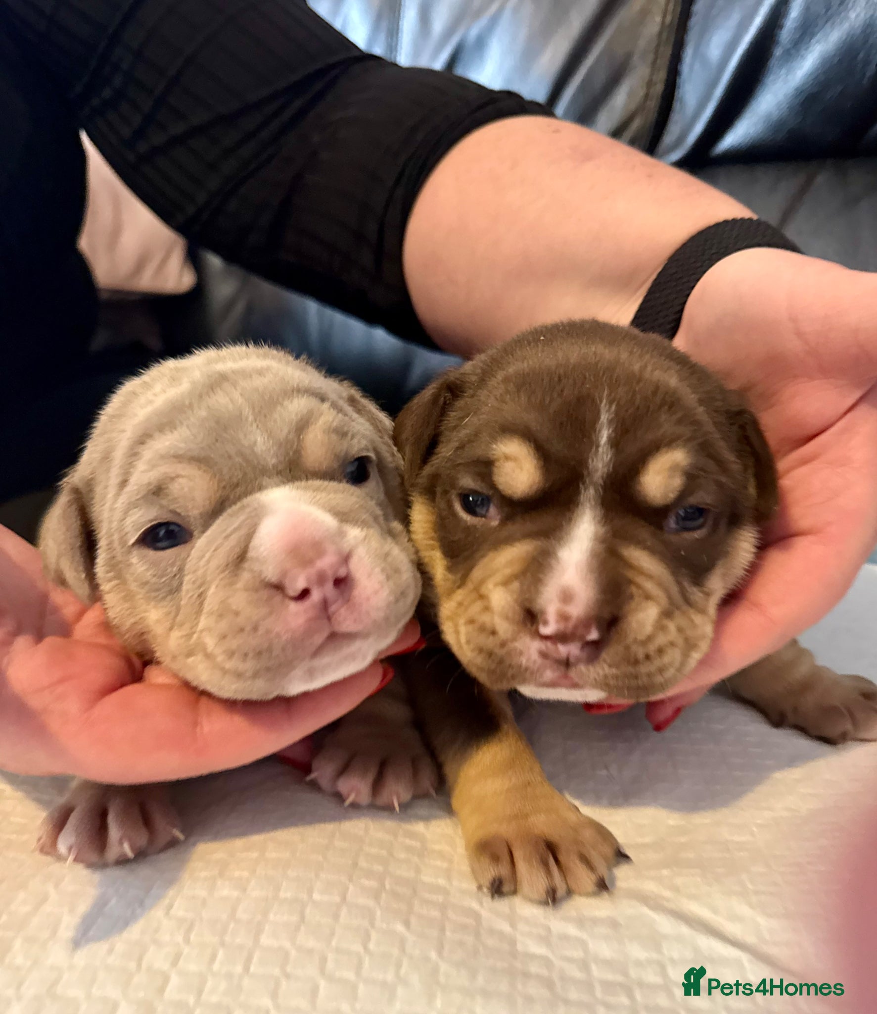 Olde English Bulldogge dogs Chunky olde English bulldogge OEB  - Advert 1