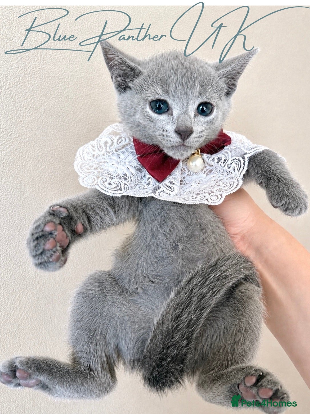 Russian Blue cats *TOP* Quality TICA Pedigree Russian Blue Kittens - Advert 5