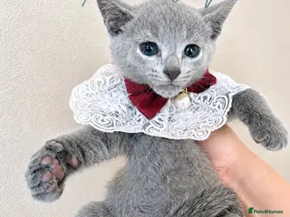 Russian Blue cats *TOP* Quality TICA Pedigree Russian Blue Kittens - Advert 5