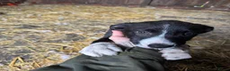 Smooth Collie dogs for sale: ISDS registered Collie Pups - Advert 3