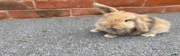 Mini Lop rabbits for sale: STUNNING PURE BREED MINI LOPS AMAZING COLOURS  - Advert 5
