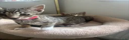 Mixed Breed cats for sale: 2 Half Bengal x Tabby kittens (Must go together.) - Advert 11