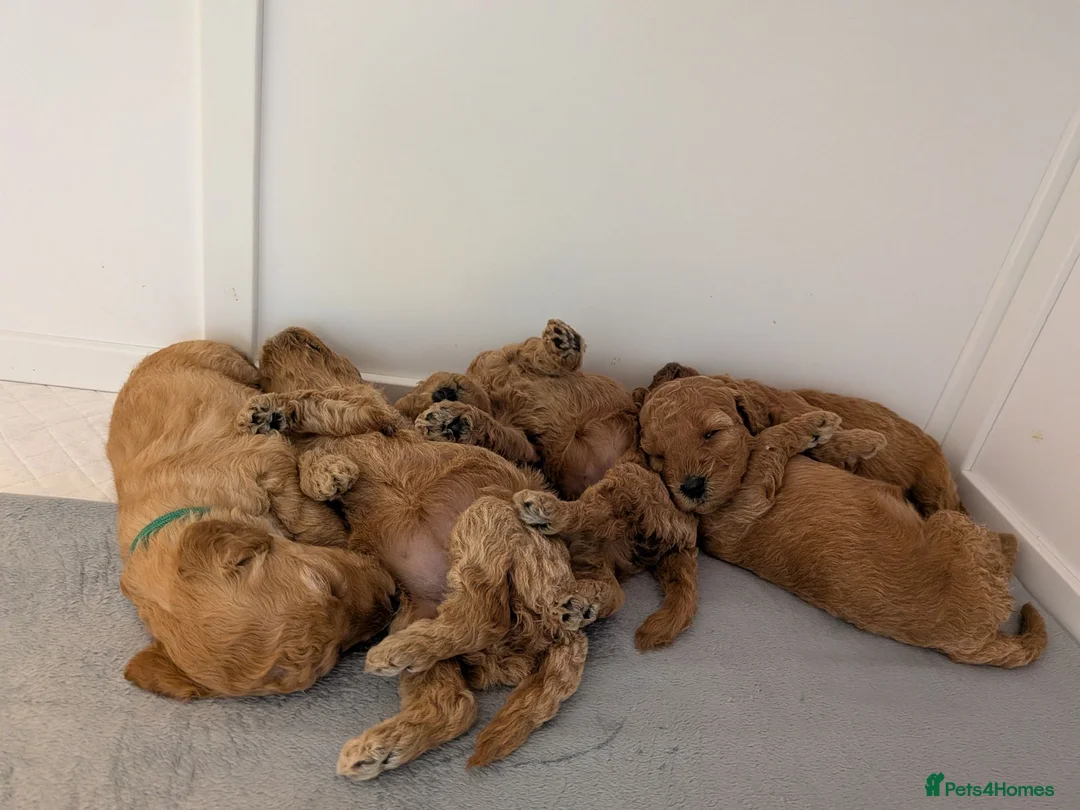 Miniature Poodle dogs for sale: Exquisite KC Registered Mini Poodles  - Advert 2