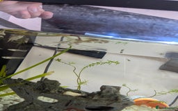 Other/Mixed Breed fish for sale: BABY GUPPIES 50p EACH - Image 6