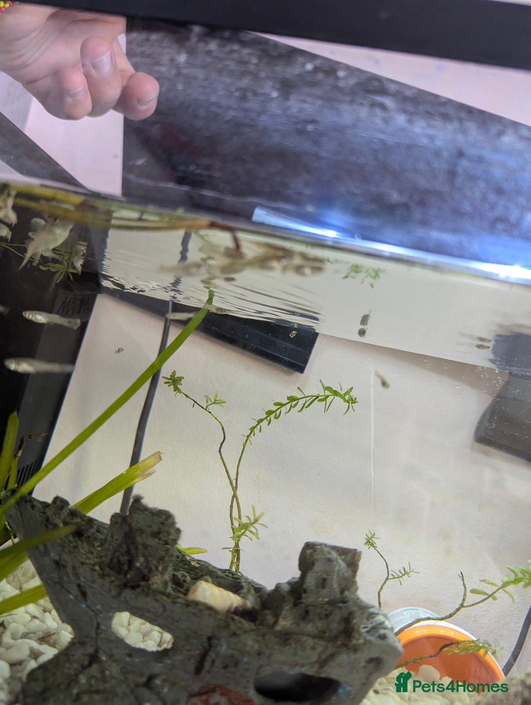 Other/Mixed Breed fish for sale: BABY GUPPIES 50p EACH - Image 6