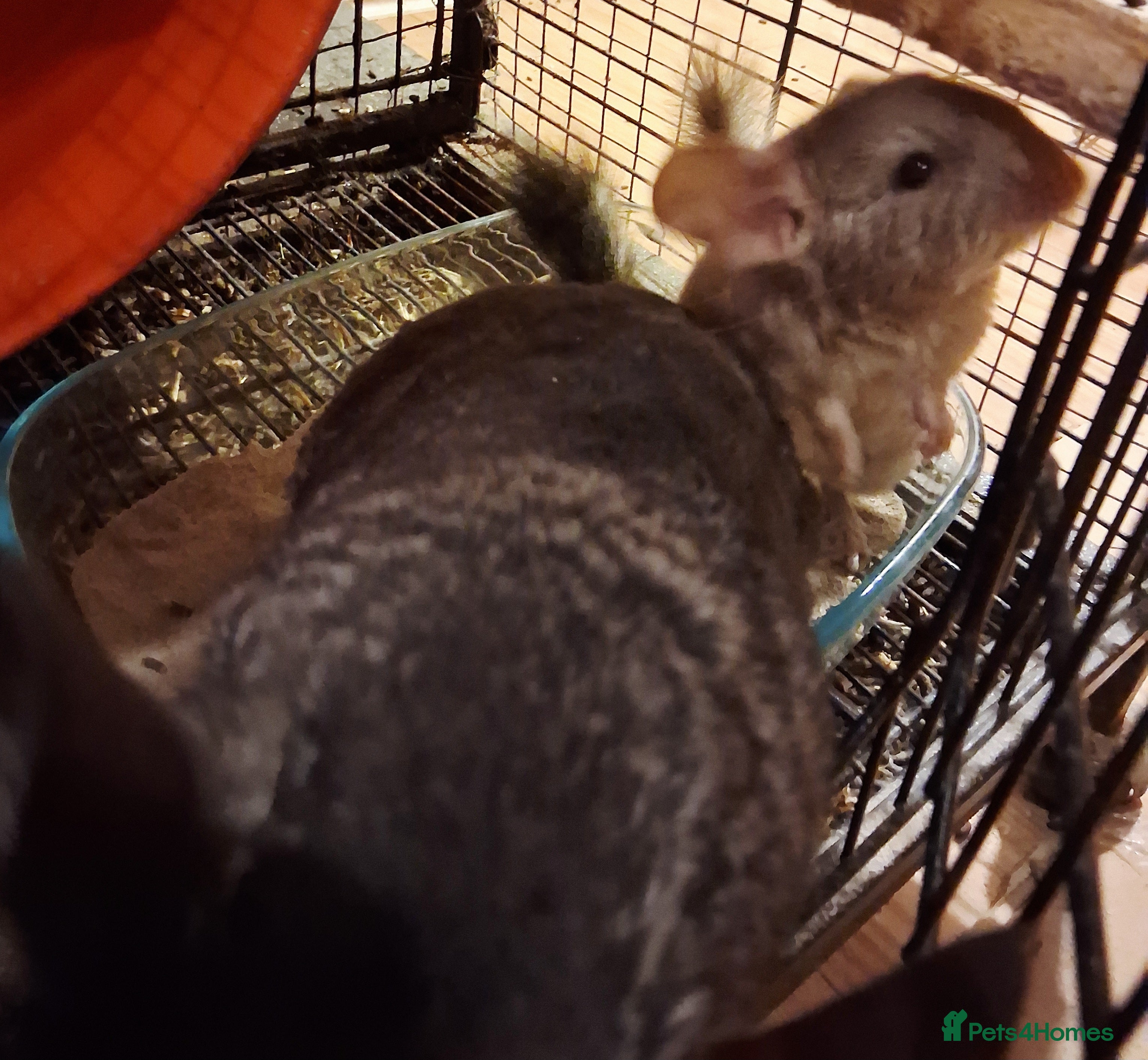 Chinchilla rodents Gorgeous Chin kit ready for a forever hom Reserved - Advert 5